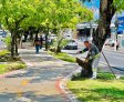 Autarquia de Limpeza Urbana realiza paisagismo na Avenida Fernandes Lima