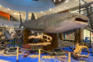 Exposição inédita de espécies de tubarões será inaugurada no Parque Shopping Maceió