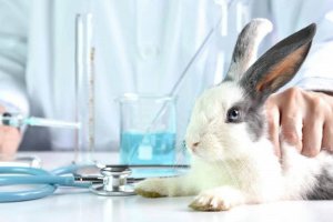 Coelhinhos serão projetados, em Maceió, pedindo aprovação de PL que proíbe testes cosméticos em animais