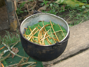 O chá é comungado por diversos povos indígenas no Brasil