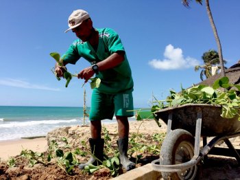 Replantio da salsa-da-praia contempla região de Cruz das Almas. (Foto: Lucas Alcântara/ Ascom Semds)