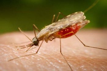Mosquito Anopheles transmissor da malária - Portal Biologia/divulgação