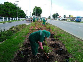 Arborização: Prefeitura leva mais de mil mudas à Rodovia BR-316  