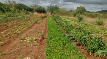 PAA Estadual vai beneficiar 1.875 agricultores de 78 municípios alagoanos, em todas as regiões do Estado, organizados por meio de associações e cooperativas