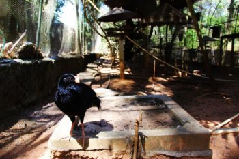 Mutum-de-alagoas é a ave de maior porte encontrada em toda a Mata Atlântica do Nordeste e será reintroduzida à natureza nesta sexta-feira (22) na Usina Utinga, em Rio Largo