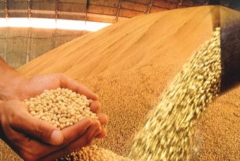 Alagoas já é visto como nova fronteira agrícola e com excelente aptidão para produção de soja no país, segunda a Embrapa