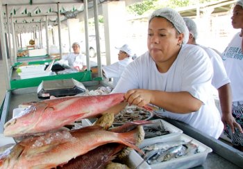 Feira é uma grande oportunidade de comprar peixes frescos de água doce e salgada como: surubim, tilápia, pirarucu, cioba, cavala e serra