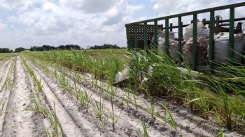 Cooperativa Pindorama passa a ser a primeira usina da região Sul de Alagoas a inicia a safra de cana de açúcar 2019/2020. Foto: Ronaldo Lima