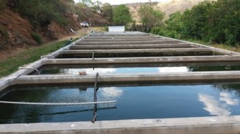 Centro de piscicultura onde os alevinos são reproduzidos; com a ação, a Seagri contempla 6.703 famílias - Ronaldo Lima