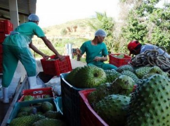 Missão paulista inclui visita à produção de frutas no Agreste alagoano