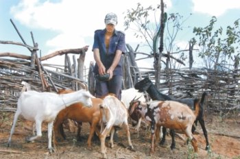 Pequenos agricultores e criadores familiares do município de Inhapi, no Sertão de Alagoas, têm um novo motivo para trabalhar com mais tranquilidade com liberação de recursos pela Desenvolve