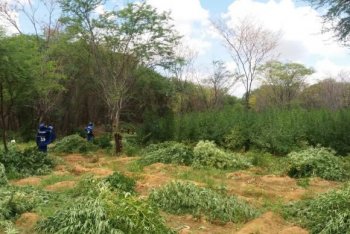 PF destrói plantação de maconha em Pernambuco - Assessoria de Comunicação da PFAssessoria de Comunicação da PF