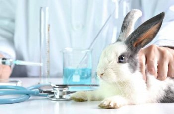 Testes cosméticos em animais ainda são uma realidade no Brasil (Foto: Freepik)