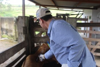 Adeal iniciou campanha de vacinação contra a raiva animal, e a expectativa é vacinar 100% do rebanho do estado