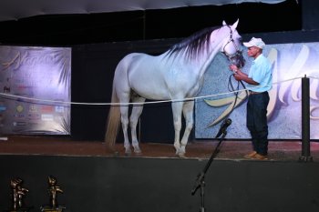 Alagoas Quarter Horse abre temporada de negócios da Expoagro no próximo dia 11
