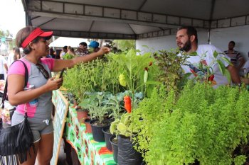 Cinco assentamentos de Alagoas disponibilizaram frutas, verduras, legumes e hortaliças