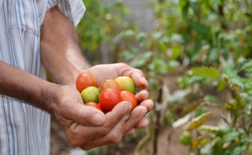 Por meio da parceria Sesau e Emater, alimentos da agricultura familiar irão abastecer unidades como o HGE