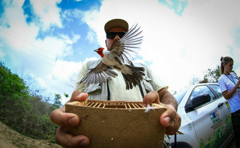 promoveu a reintrodução de 370 pássaros de várias espécies típicas da Caatinga ao seu habitat natural -  Foto: Jonathan Lins