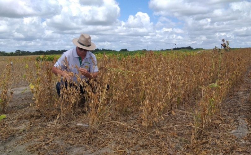 A expectativa do setor é de que Alagoas tenha excelente produtividade de soja na safra 2019/2020