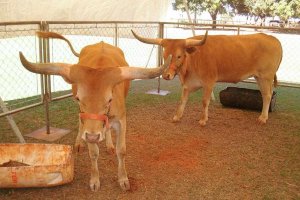 Sancionada a regulamentação da clonagem de animais no território brasileiro