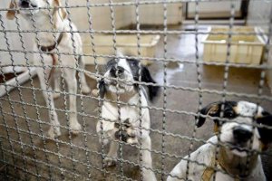 Projeto de lei aumenta pena para quem causa morte de animal por envenenamento