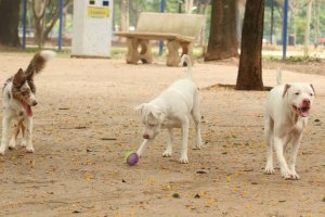 Guarda compartilhada de animais em casos de separação dos seus tutores é aprovada em comissão no Senado 