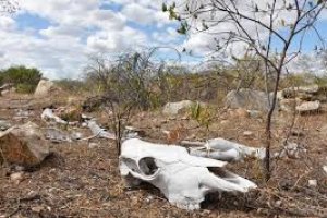 O povo, entre o ridículo paralelo da “emergência” com a “calamidade”