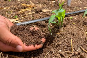 Alagoas foi primeiro estado do Nordeste a lançar Plano de Agricultura de Baixo Carbono