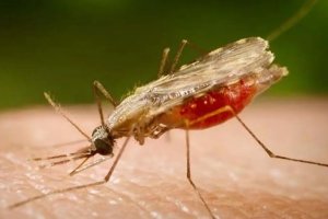Falta de diagnóstico é obstáculo para eliminação da malária no Brasil