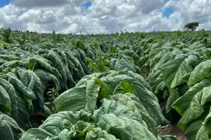 Defesa Agropecuária inicia trabalho de campo para manutenção de área livre do mofo azul do tabaco