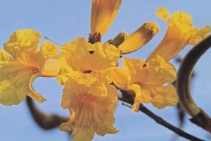 Pesquisadores da Uneal identificam espécies de flores da avenida Ceci Cunha em Arapiraca