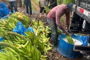 Adeal fiscaliza combate à Sigatoka Negra em bananicultores de Porto Calvo