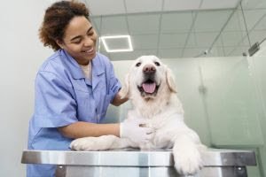 Comunidade global de médicos-veterinários avança no Brasil com foco em gestão e qualidade assistencial
