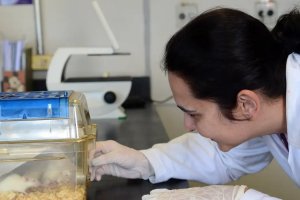 Tecidos feitos em laboratório podem aperfeiçoar testes de medicamentos