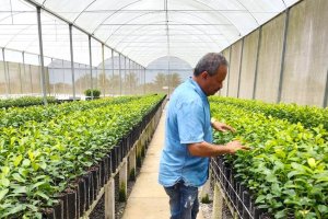 Primeiro viveiro registrado de Alagoas aumenta produtividade em 50% com apoio do Banco do Nordeste