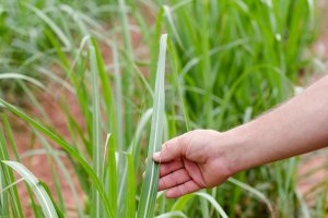 Koppert Brasil é um dos destaques do 40º Simpósio da Agroindústria da Cana-de-Açúcar de Alagoas