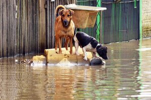 Secretaria da Cidadania lança cartilha com orientações para proteção animal em casos de desastres em massa