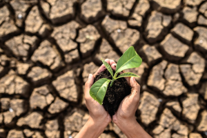 Conservação do solo e sua importância para preservar a vida no planeta