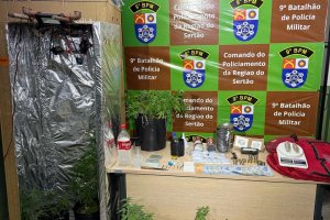 PM flagra estufa artesanal de maconha durante abordagem em Delmiro Gouveia