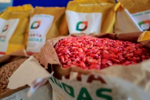 Planta Alagoas distribui 400 toneladas de sementes de milho em 2025 e beneficia 45 mil agricultores familiares