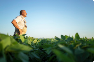Estratégico para alimentar o mundo, fertilizante também ajuda a preservar o meio ambiente