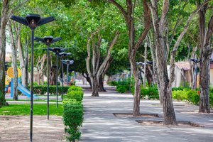 Inscrições abertas: Arapiraca sedia o XI Encontro Nordestino de Arborização Urbana em julho