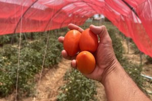 Projeto inovador apoiado pelo Governo de Alagoas aumenta a produção de tomates em 14 toneladas