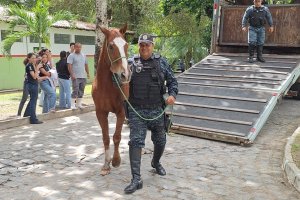 Cavalo da PM-AL é doado ao Ifal para uso em ensino e pesquisa agropecuária
