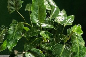 Cuidar de plantas se consolida como gesto sustentável e cresce cada vez mais