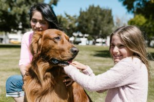 Medicina veterinária preventiva: benefícios além da saúde animal