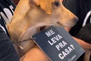 Animais resgatados buscam um novo lar em evento de adoção na Galeria Sam´s Club Maceió