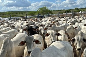 Alagoas é destaque na exportação de carne bovina no primeiro bimestre, aponta Etene
