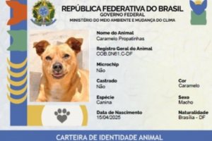 Secdef fará emissão de RG Animal para cães e gatos durante Pet Cidadão nesta quarta (28)