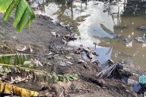 IMA e Batalhão Ambiental flagram abate clandestino de carne em São Luiz do Quitunde